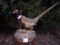 Nice Ring neck Pheasant Mount 27