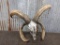4 Horn Jacobs Sheep Skull big Horns Cammo Dipped Skull 