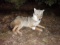 Full Body Mount Coyote Laying Down New Mount 31