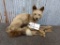 Full Body Mount Fox Pup on Driftwood 24