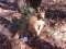Whitetail Fawn Laying Down 21