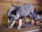 NEW MOUNT Here is a Big beautiful bushy tailed full body exotic