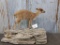 Full Body Mount African Blue Duiker On Foam Rock 21
