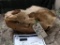 Ancient Cave Bear Skull Mostly Complete
