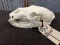 Black Bear Skull Professionally Cleaned And Whitened 11 2/8