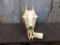 Nice African Giraffe Skull 25