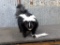 Full Body Mount Skunk 12