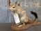 African Springhare Full Body Mount 15