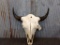 Large Herd Bull Buffalo Skull 25 1/2