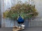 Full Body Mount Peacock On Driftwood Base Overall dimensions 48