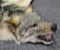 NICE BIG Wolf Rug Measures 80