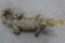 Full Body Mount Caiman Measures 53