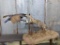 Full Body Mount African Serval Cat Chasing A Flying Guineafowl On Light Weight Styrofoam Base