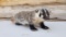 New Mount Free Standing Badger Thick Winter Fur