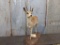 Full Body Mount African Duiker overall dimensions 30