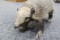 Argentina Hairy Armadillo 20