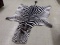 Recently Tanned Zebra Skin Great Markings 120
