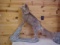 NEW Full Body Mount X Large very rare Polish Beige Ranch raise Fox