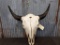 Large Herd Bull Buffalo Skull 26