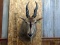 Shoulder Mount African Eland Detachable Horns For Easy Transport Nice Clean Mount