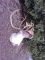 Shoulder Mount Caribou Big Horns Beautiful Cape 61