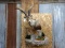 Wall Pedestal Shoulder Mount Gredos Ibex 29