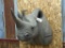 REPRODUCTION Shoulder Mount African Rhino Great Piece Very Realistic