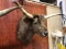New Shoulder Mount Chocolate Scottish Highlander Steer Thick Shaggy Fur