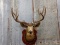 Mule Deer Shoulder Mount 176 4/8