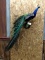 Full Body Mount Peacock New Mount Beautiful Colors 55