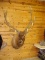 Shoulder Mount Elk New Mount Huge upper 370's bull