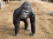 Life Size Cast Aluminium Gorilla Detailed Casting