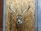 Shoulder Mount Wild Whitetail Main Frame 4x4 Split Brow Tines Lots of Character