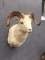 Shoulder Mount Dall Sheep
