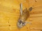 NEW MOUNT Huge beaver wall mount swimming