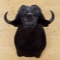 African Cape Buffalo Shoulder Mount Upright