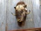 Shoulder Mount Muskox Thick Shaggy Fur 30