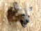 Shoulder Mount African Wild Dog  IOWA RESIDENTS ONLY!