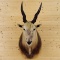 African Eland Shoulder Mount Forward Facing