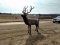 Life Size Cast Aluminium Elk Great Detail and Paint
