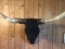 Solid Black Shoulder Mount Longhorn Steer 76