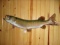 Real Skin Mount 40