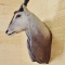 African Eland Wall Pedestal Mount Premier Mount