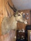 African Eland 33” deep 52” tall 20” wide 