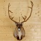Caribou Shoulder mount Forward Facing