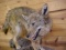 NEW MOUNT just days old huge eastern Coyote