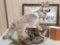 Full Body Mount Wolf On Driftwood Base NICE Mount 55