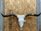 Texas Longhorn Skull With 48