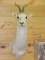 African White Tibetan Gazelle 28
