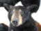 Half Body Black Bear Measures 28 X 26 X 16 nice mount,